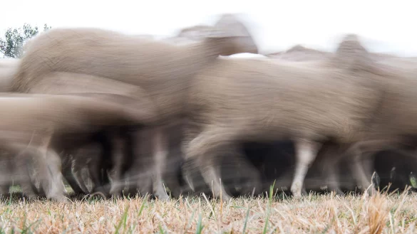 Schafe rennen &uuml;ber einen Acker. - &copy; Sebastian Gollnow/dpa/Symbolbild