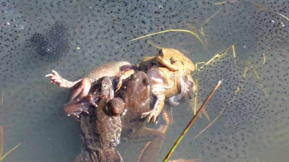 Paarungszene bei Grasfr&ouml;schen: Manchmal klammern viele M&auml;nnchen ein Weibchen. Die Forscher sprechen hierbei von einem &laquo;Paarungsball&raquo;, der f&uuml;r Weibchen h&auml;ufig t&ouml;dlich ende. - &copy; Carolin Dittrich/MfN/dpa