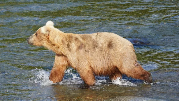 Braunbärin Grazer ist die massige Gewinnerin des diesjährigen «Fat Bear»-Wettbewerbs in Alaska. - © Boak/National Park Service/dpa