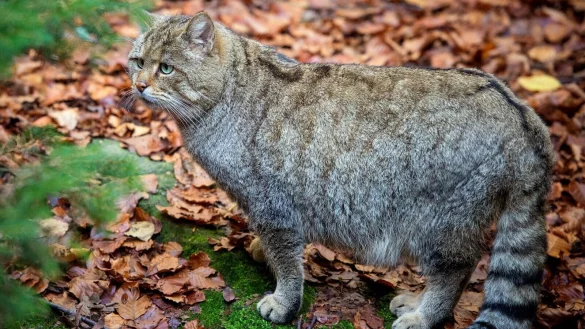 Eine Europ&auml;ische Wildkatze. - &copy; Patrick Pleul/dpa-Zentralbild/dpa