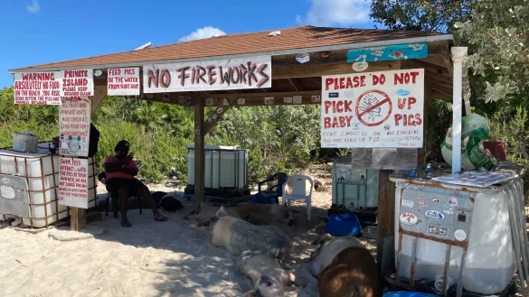 Noch schlafen sie unter einem Verschlag am Strand. Doch sobald die ausgewilderten Hausschweine auf Big Mayor Island Besucher wittern, stehen sie auf und laufen oder schwimmen ihnen entgegen. - &copy; Simone Spohr/dpa-tmn