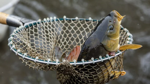 Ein Karpfen im Netz. - &copy; Daniel Karmann/dpa