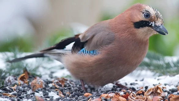 Die Wildtier-Experten raten, schon im Herbst mit der F&uuml;tterung anzufangen. So kennen die V&ouml;gel die Futterstellen bereits, wenn Schnee und Frost die Nahrungssuche noch schwerer machen. - &copy; Patrick Pleul/dpa-Zentralbild/dpa-tmn