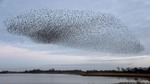 Tausende Stare fliegen in einem Schwarm &uuml;ber die Wiesen am Rutteb&uuml;ller See im deutsch-d&auml;nischen Grenzebiet. - &copy; Carsten Rehder/dpa