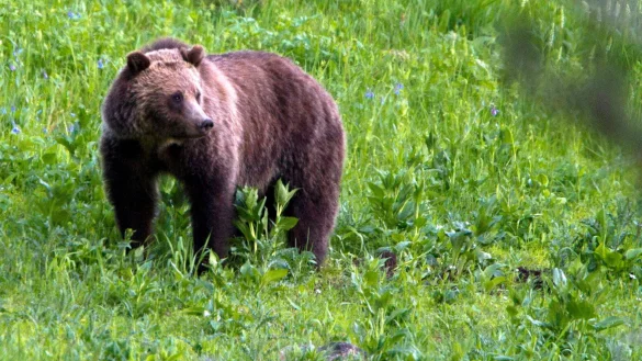 Ein Grizzlyb&auml;r in der freien Natur. (Archivbild) - &copy; Jim Urquhart/AP/dpa