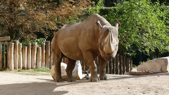 Kalusho wurde 37 Jahre alt. - &copy; Zoo Frankfurt/dpa