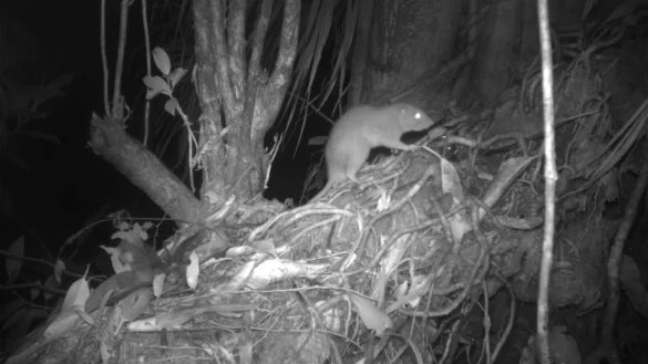 Forscher konnten erstmals eine der Riesenratten von Vangunu fotografieren. - &copy; Dr Tyrone Lavery/University of Melbourne/dpa
