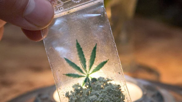 Die Niederlande starten ein Experiment mit dem Handel von legal angebautem Marihuana. - &copy; picture alliance / dpa