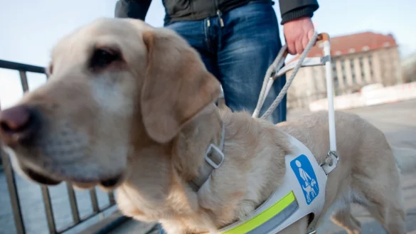 Auf essenzieller Mission: Ein Blindenf&uuml;hrhund ersetzt das Augenpaar eines blinden Menschen - und das erfordert h&ouml;chste Konzentration. - &copy; Klaus-Dietmar Gabbert/dpa-tmn