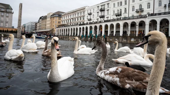 Schw&auml;ne schwimmen in einer Schleuse der Alster. Hamburgs Alsterschw&auml;ne kommen in ihr Winterquartier. - &copy; Daniel Bockwoldt/dpa