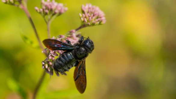 Blauschwarze Holzbienen z&auml;hlen zu den gr&ouml;&szlig;ten Wildbienen in Deutschland. - &copy; J&uuml;rgen Busse/NABU/dpa