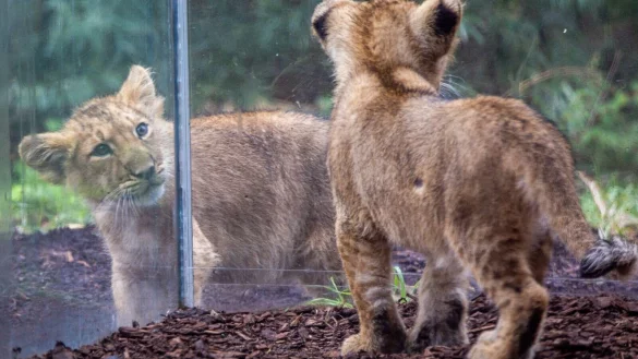 Die beiden kleinen Löwenkinder im Schweriner Zoo erkunden das Gehege. - © Jens Büttner/dpa