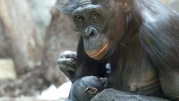 Bonobo-Weibchen &laquo;Nayoki&raquo; mit ihrem Jungtier im Frankfurter Zoo. - &copy; -/Zoo Frankfurt/dpa