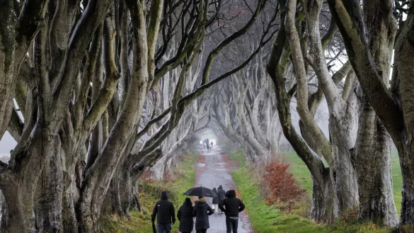 &Uuml;ber Jahrhunderte haben die knorrigen Buchen ihr einmaliges Aussehen entwickelt. - &copy; Liam Mcburney/Press Association/dpa