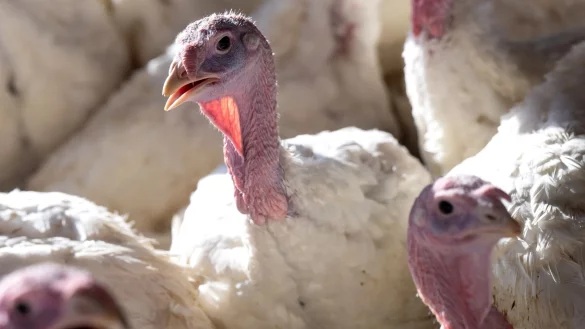 14 Wochen alte Puten stehen in einem Stall. Die Vogelgrippe ist in den vergangenen Tagen in mehreren deutschen Gefl&uuml;gelh&ouml;fen ausgebrochen. - &copy; Sven Hoppe/dpa