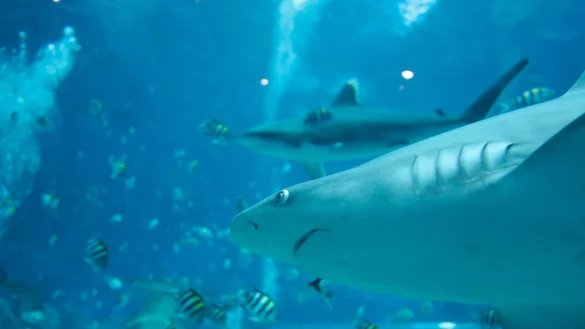 Haie jagen vielen Menschen Angst ein. - &copy; Wallace Woon/epa/dpa-tmn