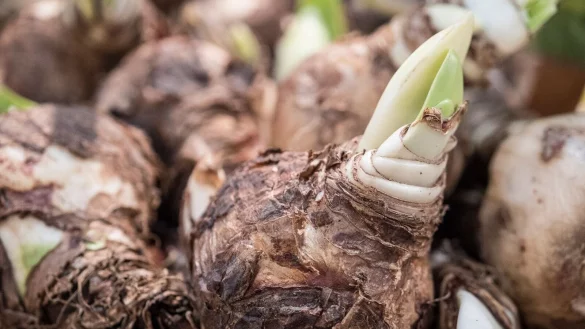 Eine Amaryllis kann auch im Folgejahr wieder bl&uuml;hen, solange die Blumenzwiebel gut &uuml;bers Jahr gebracht wurde. - &copy; Andrea Warnecke/dpa-tmn
