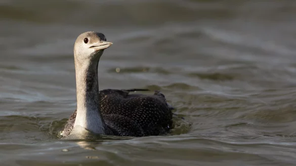 Der Sterntaucher (Gavia stellata) ist vom Naturschutzverein Jordsand zum Seevogel des Jahres 2024 gew&auml;hlt worden. - &copy; Sven Sturm/Verein Jordsand/dpa