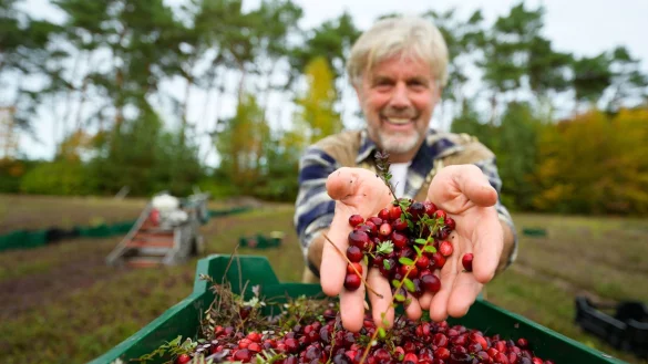 Wilhelm Dierking h&auml;lt seine frisch geernteten Cranberries in den H&auml;nden. Der Cranberry-Anbau ist sehr aufwendig. An den Wochenenden und Feiertagen bleibt neben der Arbeit h&auml;ufig f&uuml;r nichts anderes Zeit. - &copy; Philipp Schulze/dpa