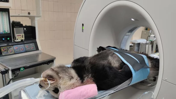 Auf diesem vom Zoo Taipeh ver&ouml;ffentlichten Foto wird der kranke Gro&szlig;e Panda &laquo;Tuan Tuan&raquo; in ein CT-Ger&auml;t gefahren. - &copy; Uncredited/Taipei Zoo/dpa