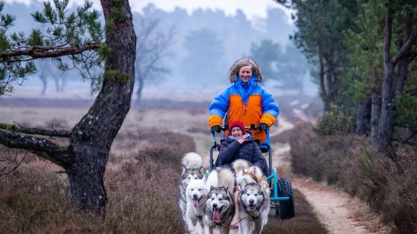 Alexandra Kr&uuml;ger, deutsche Meisterin im Schlittenhunderennen, steuert mit gerufenen Kommandos ihre sieben Alaskan-Malamutes. - &copy; Jens B&uuml;ttner/dpa