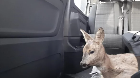 Ein junges Reh liegt im Kofferraum eines Autos. - &copy; Bundespolizei M&uuml;nster/dpa/Archivbild
