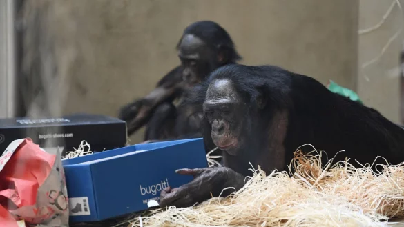 Bonobos in der Wilhelma in Stuttgart packen ihre Weihnachtsgeschenke aus. - &copy; Franziska Kraufmann/Wilhelma/dpa