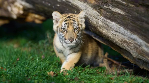 Ein 14 Wochen altes Tigerbaby spielt in einem Gehege. (Archivbild) - &copy; Thomas Frey/dpa