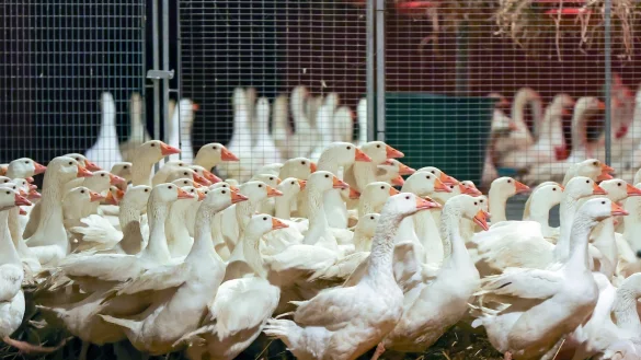 An Weihnachten wird nach Bef&uuml;rchtung von Gefl&uuml;gelz&uuml;chtern wegen der kursierenden Vogelgrippe so mancher auf die traditionelle Weihnachtsgans verzichten m&uuml;ssen. - &copy; Jan Woitas/dpa-Zentralbild/dpa/Archivbild