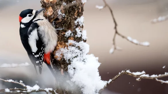 Der Naturschutzbund &laquo;Nabu&raquo; ruft zur Vogelz&auml;hlung auf. Wer einen Buntspecht wie diesen erkennt, kann ihn melden. - &copy; Sven Hoppe/dpa/dpa-tmn