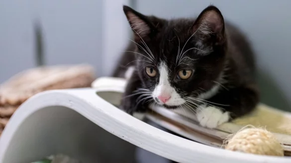 Das Lieblingshaustier in Deutschland bleibt der Stubentiger. - &copy; Monika Skolimowska/dpa