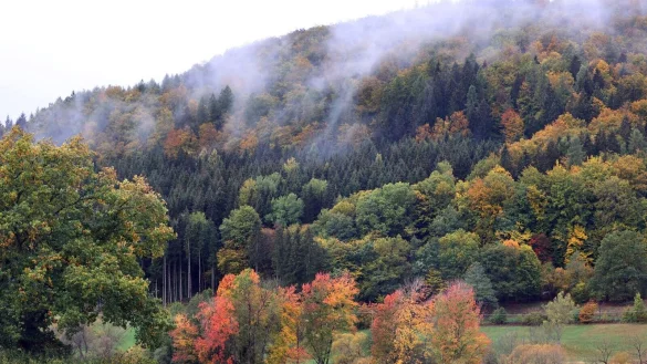 Nebel h&auml;ngt &uuml;ber den herbstlich verf&auml;rbten B&auml;umen des Ruppertsh&uuml;ttener Forstes. - &copy; Karl-Josef Hildenbrand/dpa