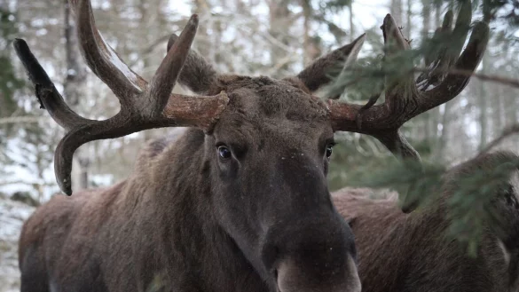 Ein Elchbulle steht im Wildtierpark &Ouml;ster Malma in Schweden. - &copy; Demy Becker/dpa
