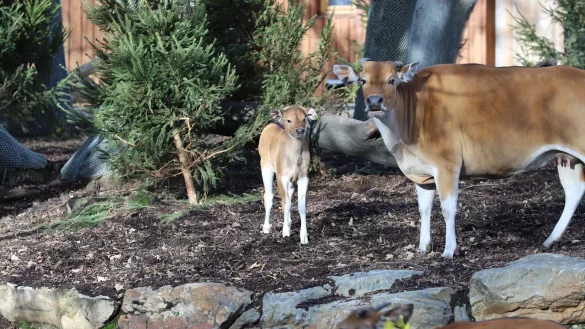 Die Mutter passt auf Hermann auf. - &copy; Sascha Thelen/dpa