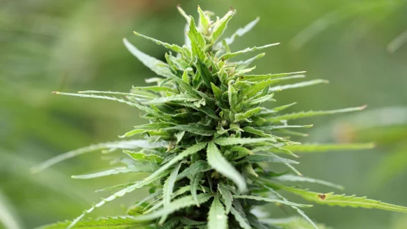 Eine Hanfpflanze. - © Bernd Wüstneck/dpa/Symbolbild