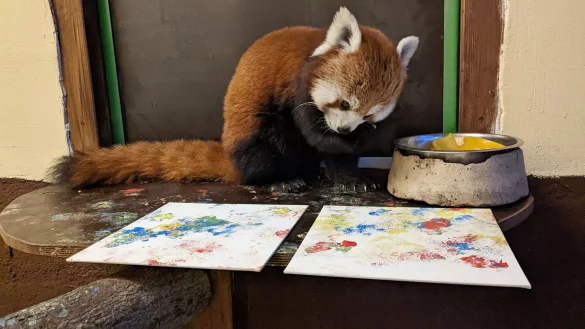 Mit Fingerfarbe an ihren Pfoten malt Panda-B&auml;rin Kamala kleine Kunstwerke. - &copy; Tiergarten Kleve/dpa