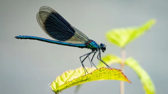 Eine Libelle sitzt auf einem Blatt am Rheinufer. - &copy; Frank Rumpenhorst/dpa
