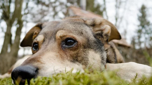 Sie spielen weniger, fressen schlechter und zeigen sich &auml;ngstlicher: Auch Hunde trauern um den Verlust von Artgenossen, mit denen sie zusammengelebt haben. - &copy; Markus Scholz/dpa-tmn