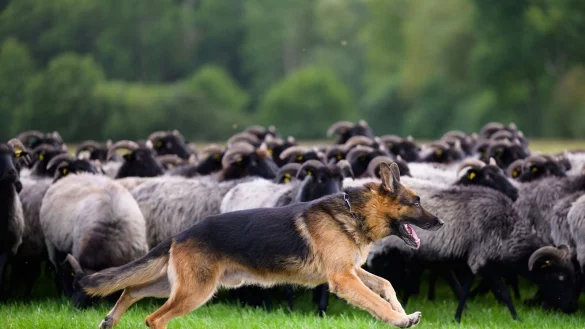 Manche Hunde &uuml;bernehmen wichtige Aufgaben: H&uuml;tehunde haben etwa die Aufgabe, Herden zusammenzuhalten und ihre Bewegungen zu lenken. - &copy; Philipp Schulze/dpa