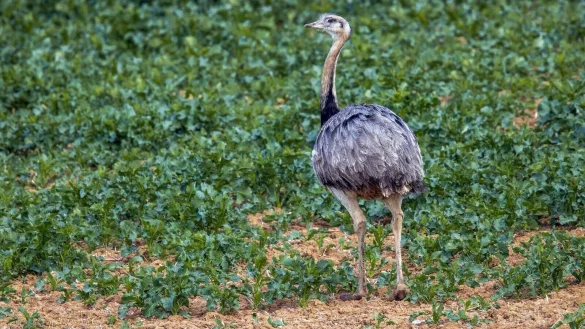 Bei der Z&auml;hlung von Europas einziger wilder Nandu-Population Ende Oktober entdeckten die Helfer 144 der flugunf&auml;higen Gro&szlig;v&ouml;gel. - &copy; Jens B tner/dpa-Zentralbild/dpa