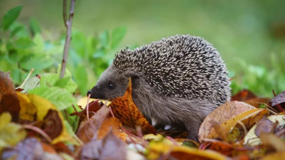 Viele Igelstationen sind momentan brechend voll. Nicht jedem Igel kann dabei noch geholfen werden, denn oft erreichen die Auffangstationen v&ouml;llig unterern&auml;hrte Tiere. - &copy; Karl-Josef Hildenbrand/dpa
