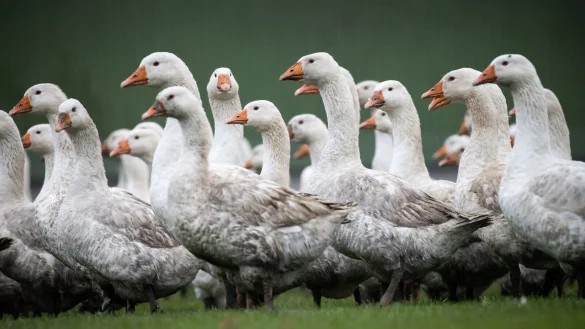 Die Preise f&uuml;r Weihnachtsg&auml;nse sind gestiegen. - &copy; Christian Charisius/dpa