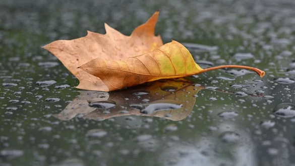 Ein Ahornblatt liegt auf einem nassen Autodach. - © Patrick Pleul/dpa/Symbolbild