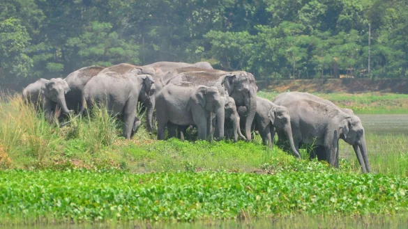 600 Wildarten sollen k&uuml;nftig besser gesch&uuml;tzt werden - darunter sind auch Elefanten. - &copy; Str/XinHua/dpa