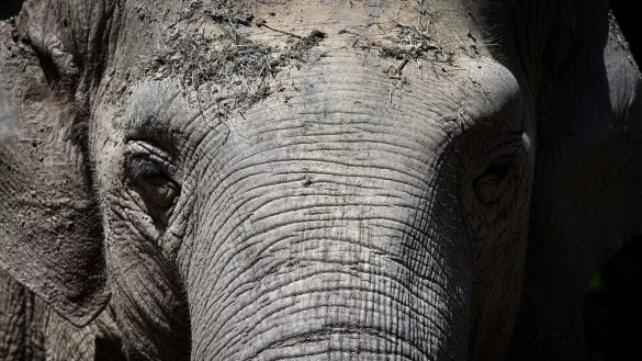 Die 67-j&auml;hrige asiatische Elefantenkuh Targa im Augsburger Zoo. Targa f&uuml;r immer eingeschlafen. - &copy; Karl-Josef Hildenbrand/dpa