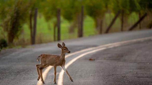 Ein Reh &uuml;berquert in der Abendd&auml;mmerung eine Landstra&szlig;e. Einer US-Studie zufolge k&ouml;nnte ein ganzj&auml;hriges Verbleiben bei der Sommerzeit Wildunf&auml;lle reduzieren. - &copy; Robin Loznak/ZUMA Wire/dpa