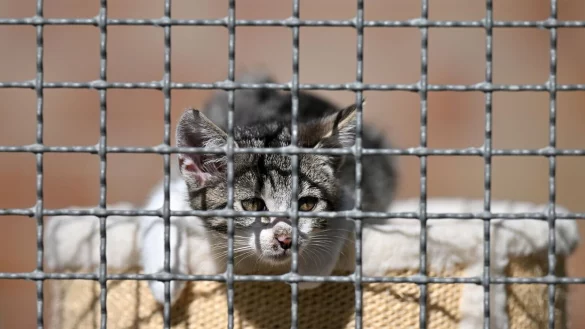 Der Deutsche Tierschutzbund bef&uuml;rchtet angesichts gestiegener Preise eine neue Abgabewelle von Haustieren und das Aus vieler Tierheime. - &copy; Martin Schutt/dpa