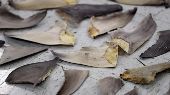 Beschlagnahmte Haifischflossen in Doral im US-Bundesstaat Florida. - &copy; Wilfredo Lee/AP/dpa