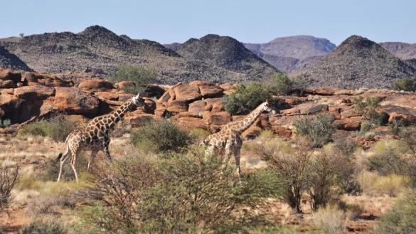 Giraffen durchstreifen einen Nationalpark. Ein Kleinkind ist in einem Wildtierpark in S&uuml;dafrika von einer Giraffe totgetrampelt worden, die Mutter des Kindes wurde schwer verletzt. - &copy; Julia Ruhnau/dpa-tmn/dpa
