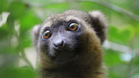 Ein vom Aussterben bedrohter Goldener Bambuslemur (Hapalemur aureus) sitzt im Nationalpark Ranomafana im S&uuml;dosten Madagaskars in einer Bambusstaude. - &copy; J&uuml;rgen B&auml;tz/dpa